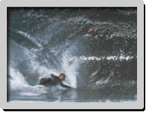 Sources : Surf Session Bodyboard