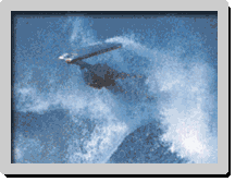 Sources : Surf Session Bodyboard