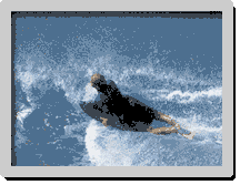 Sources : Surf Session Bodyboard
