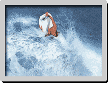 Sources : Surf Session Bodyboard